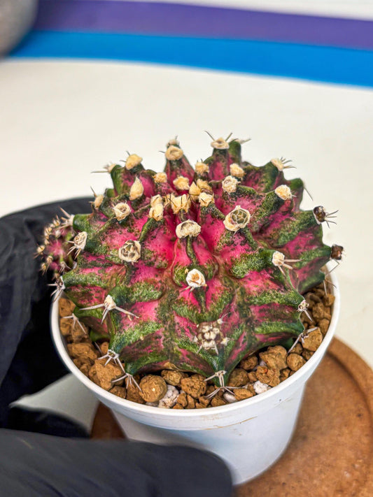 Gymnocalycium T-Rex (oo) (ry) | Variegated Cactus