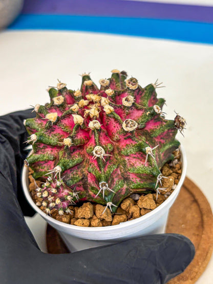 Gymnocalycium T-Rex (oo) (ry) | Variegated Cactus