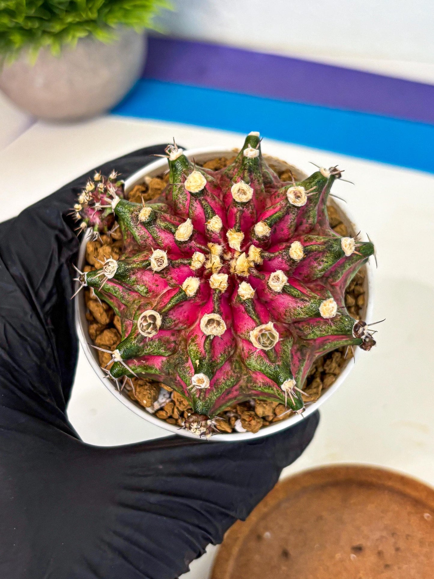 Gymnocalycium T-Rex (oo) (ry) | Variegated Cactus