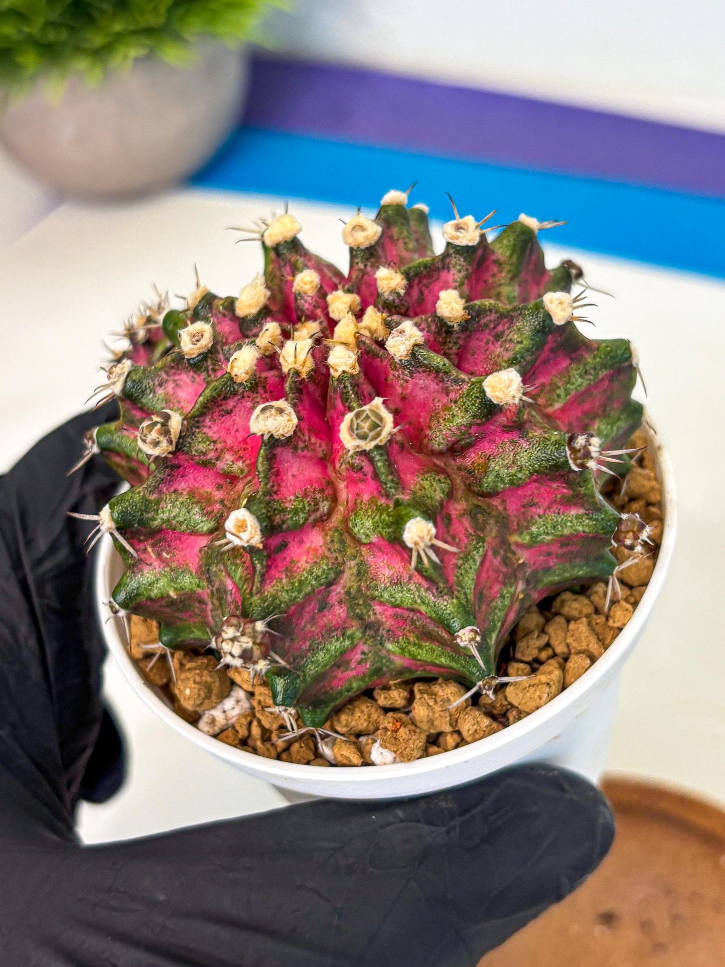 Gymnocalycium T-Rex (oo) (ry) | Variegated Cactus