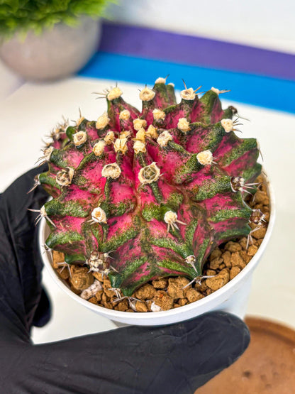 Gymnocalycium T-Rex (oo) (ry) | Variegated Cactus