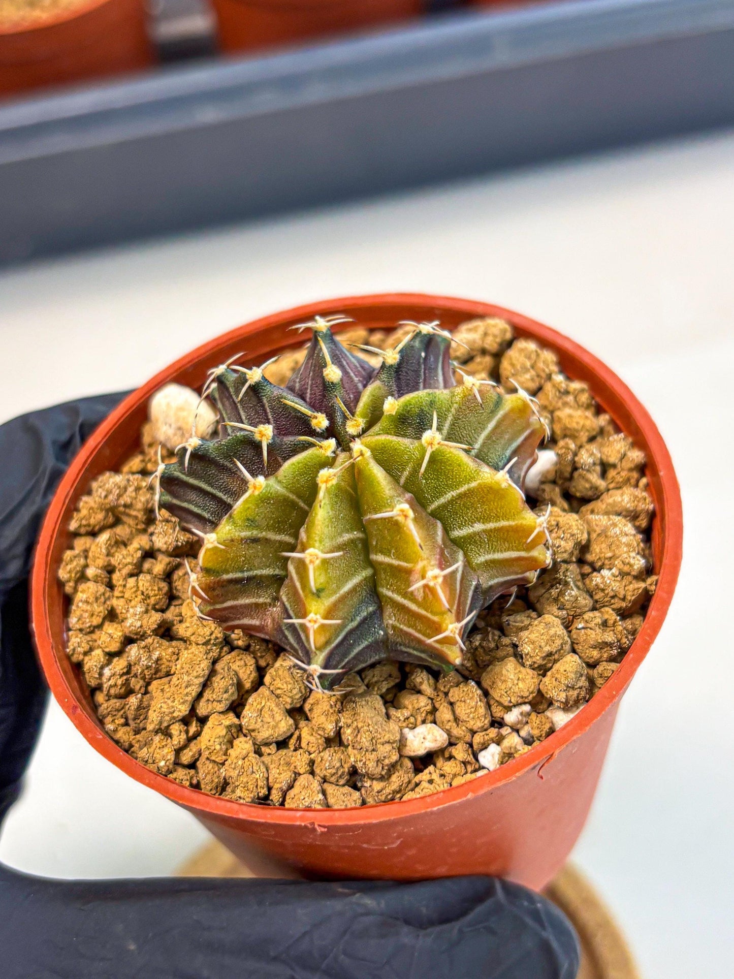 Gymnocalycium Sepia (gy12) (g1) | colorful Variegated Cactus