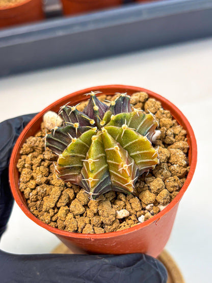 Gymnocalycium Sepia (gy12) (g1) | colorful Variegated Cactus