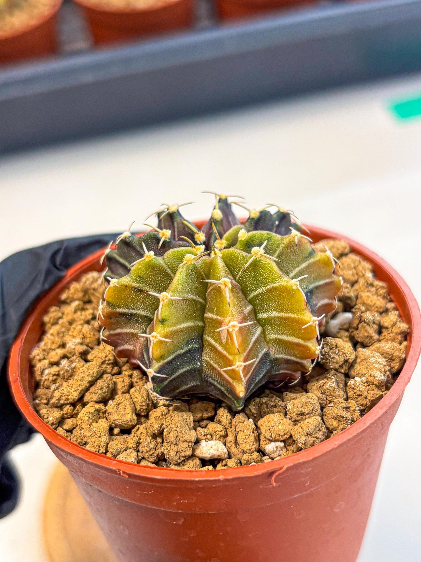 Gymnocalycium Sepia (gy12) (g1) | colorful Variegated Cactus