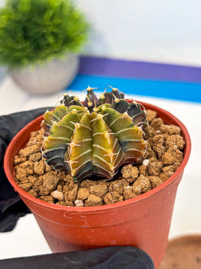 Gymnocalycium Sepia (gy12) (g1) | colorful Variegated Cactus