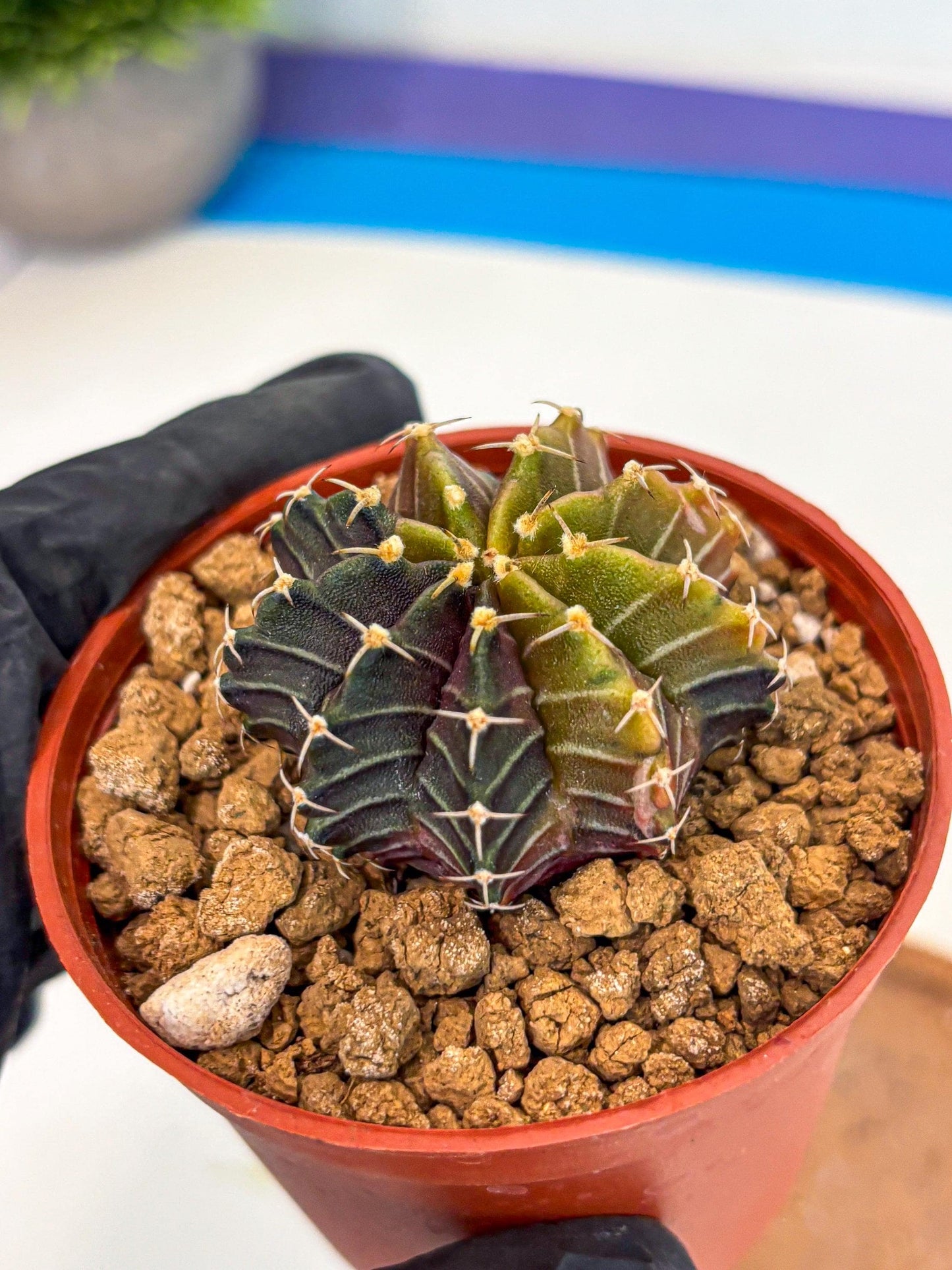 Gymnocalycium Sepia (gy12) (g1) | colorful Variegated Cactus
