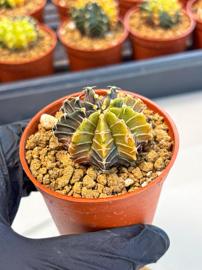 Gymnocalycium Sepia (gy12) (g1) | colorful Variegated Cactus