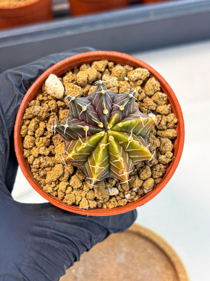 Gymnocalycium Sepia (gy12) (g1) | colorful Variegated Cactus