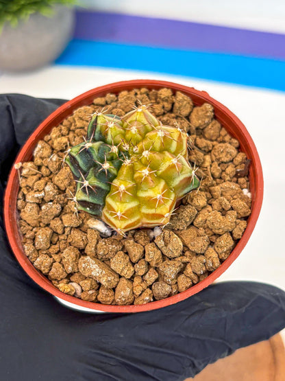 Gymnocalycium Sepia (gy12) (g2) | colorful Variegated Cactus