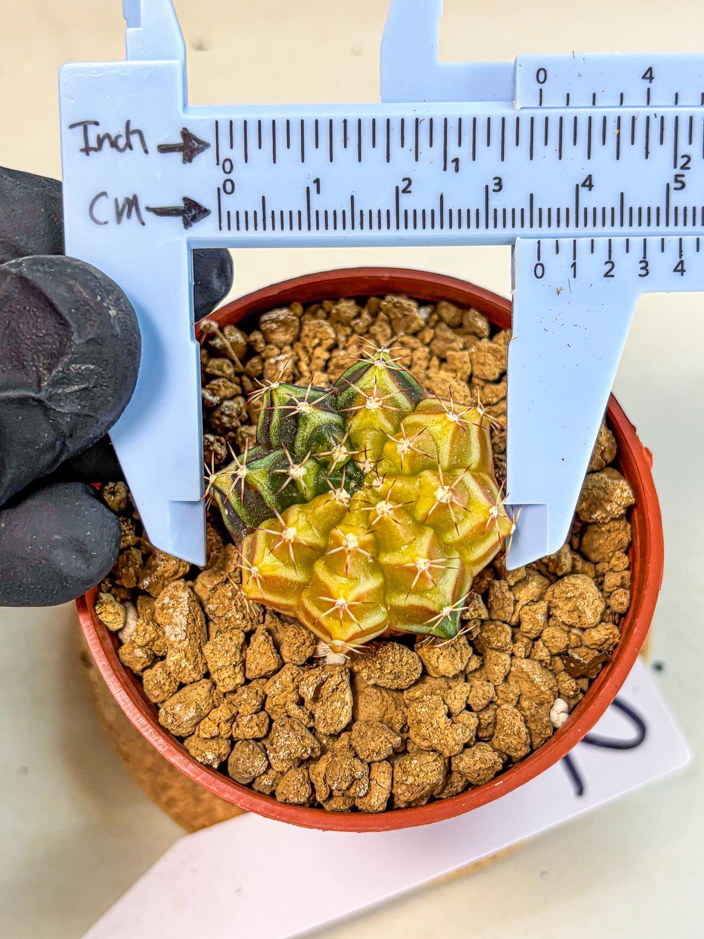 Gymnocalycium Sepia (gy12) (g2) | colorful Variegated Cactus