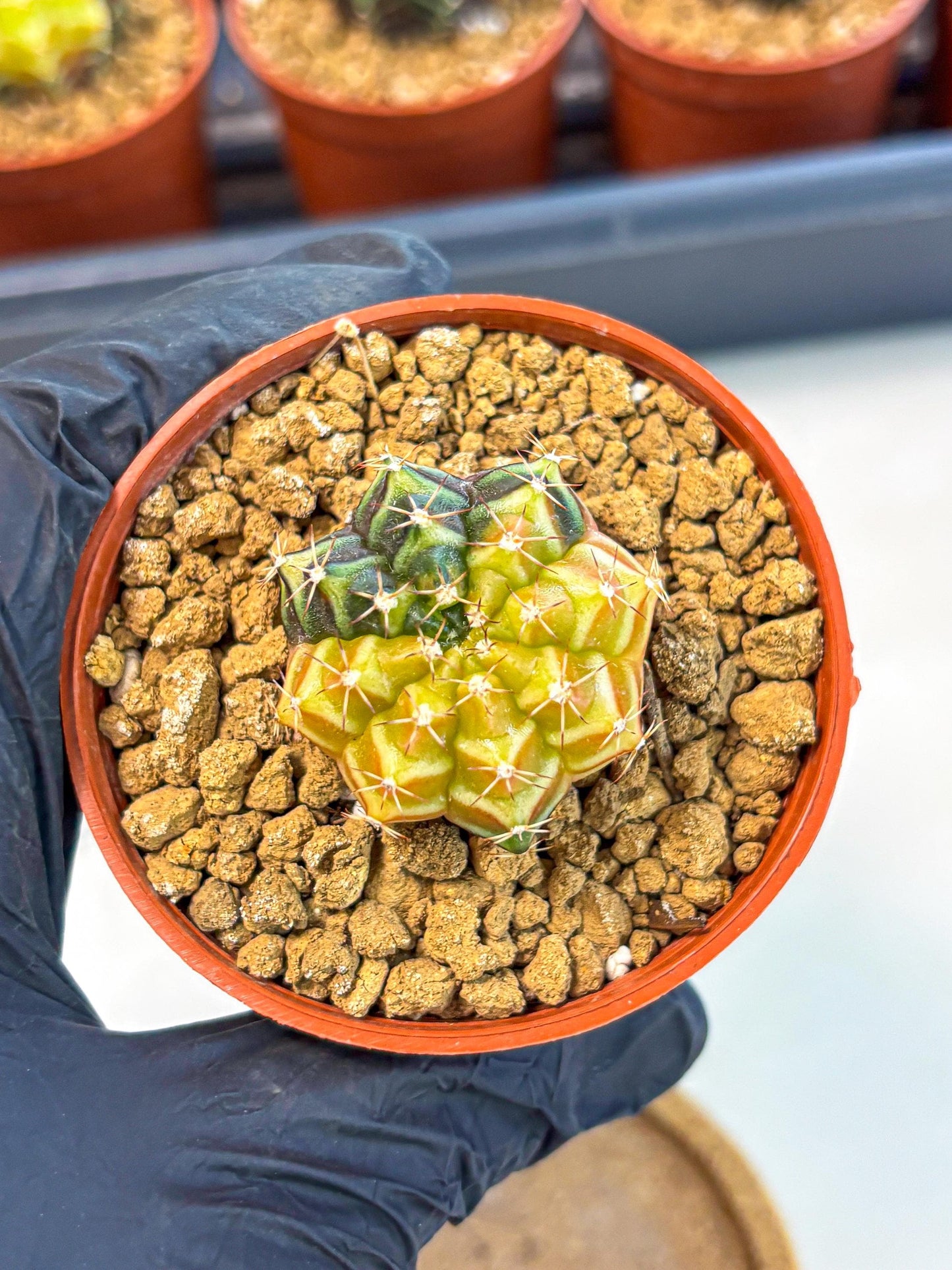 Gymnocalycium Sepia (gy12) (g2) | colorful Variegated Cactus