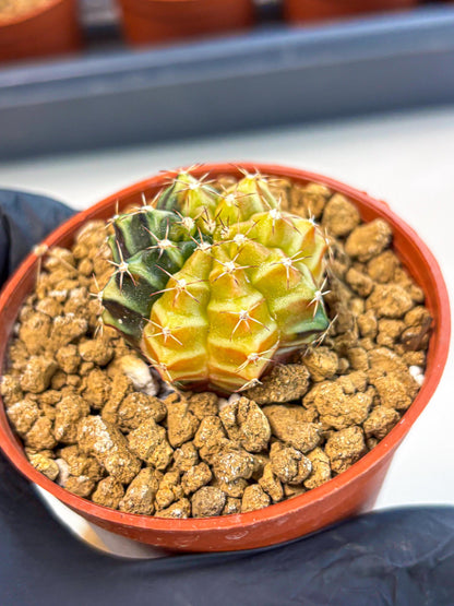 Gymnocalycium Sepia (gy12) (g2) | colorful Variegated Cactus