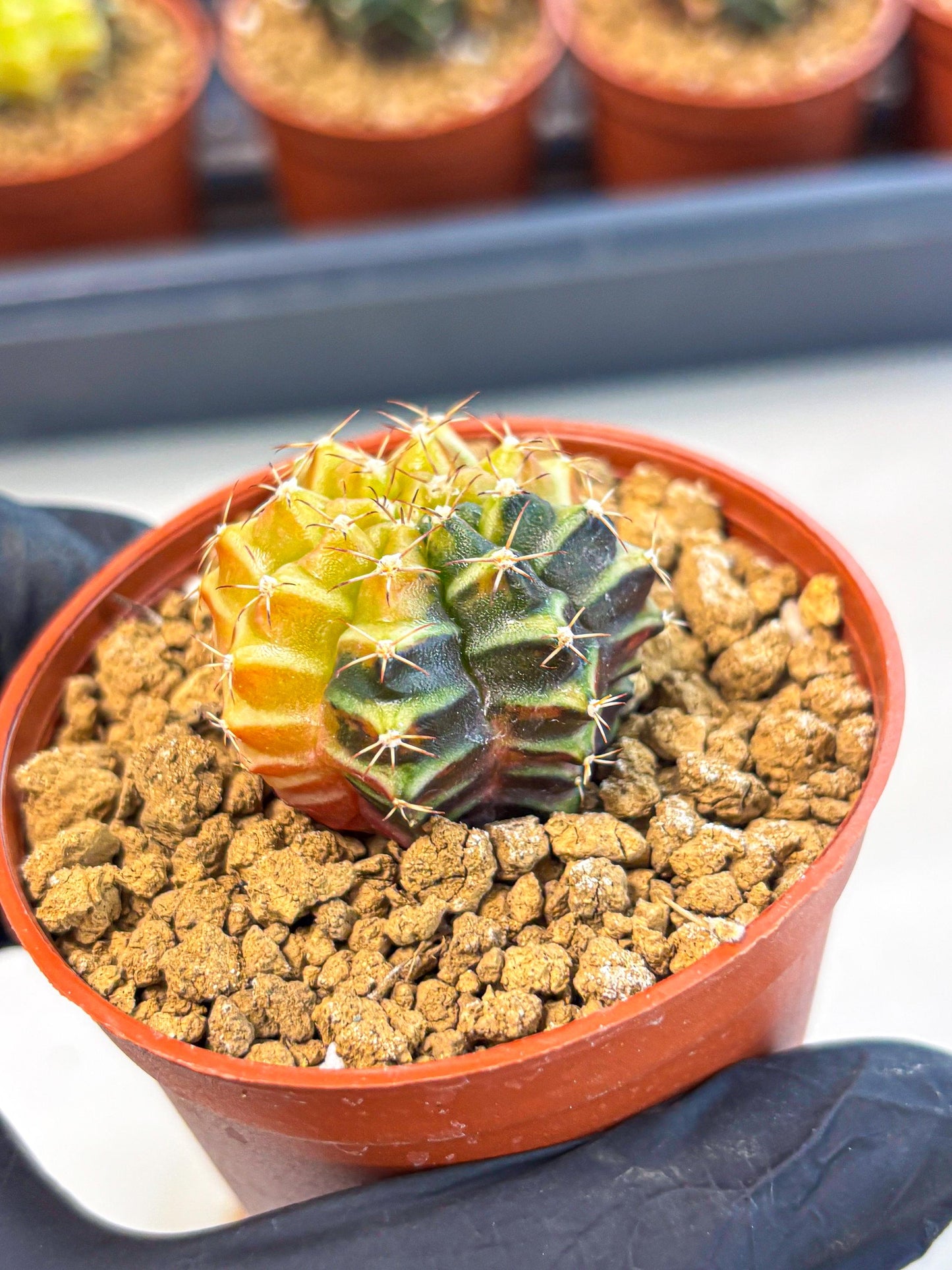 Gymnocalycium Sepia (gy12) (g2) | colorful Variegated Cactus