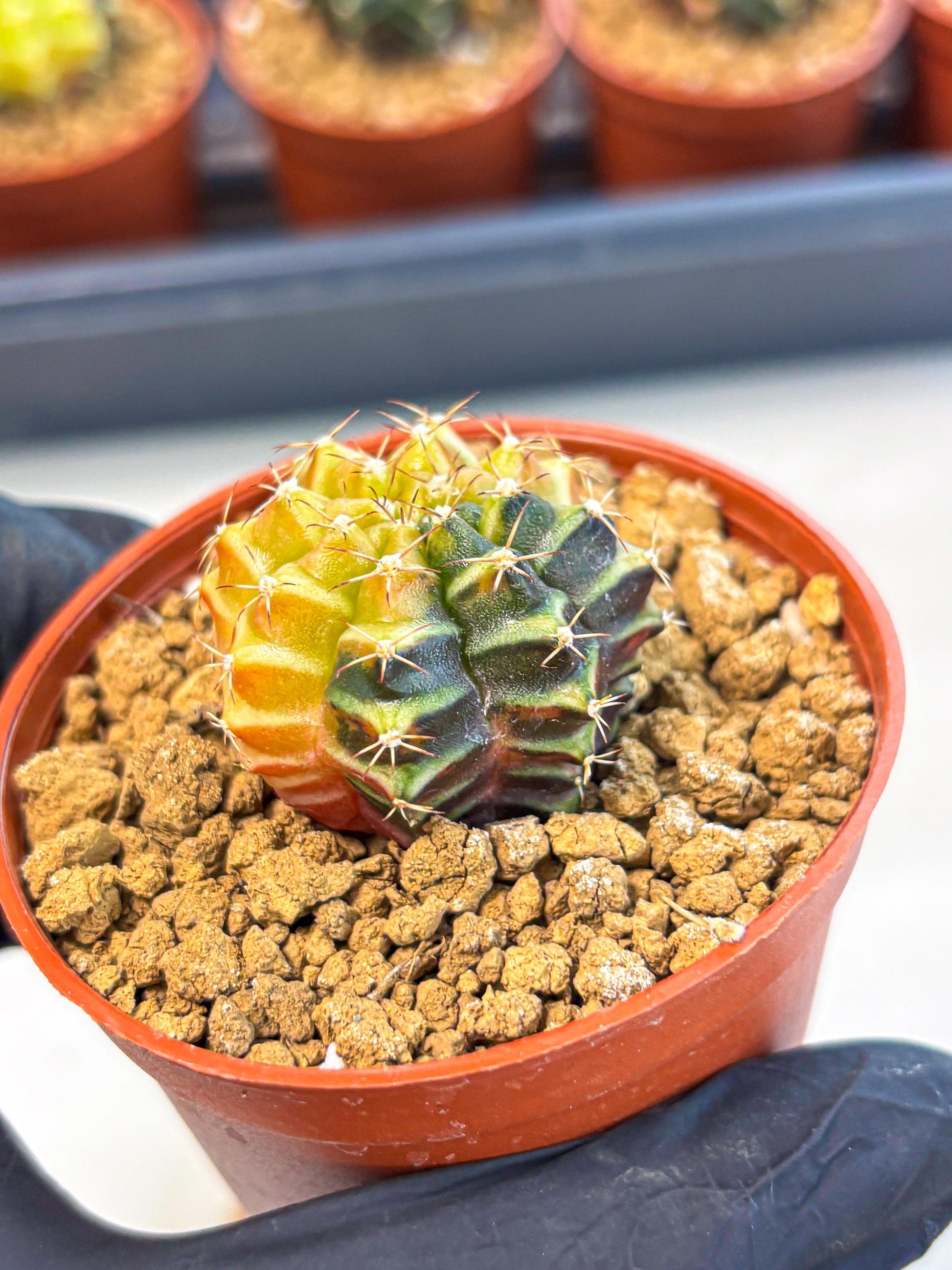 Gymnocalycium Sepia (gy12) (g2) | colorful Variegated Cactus