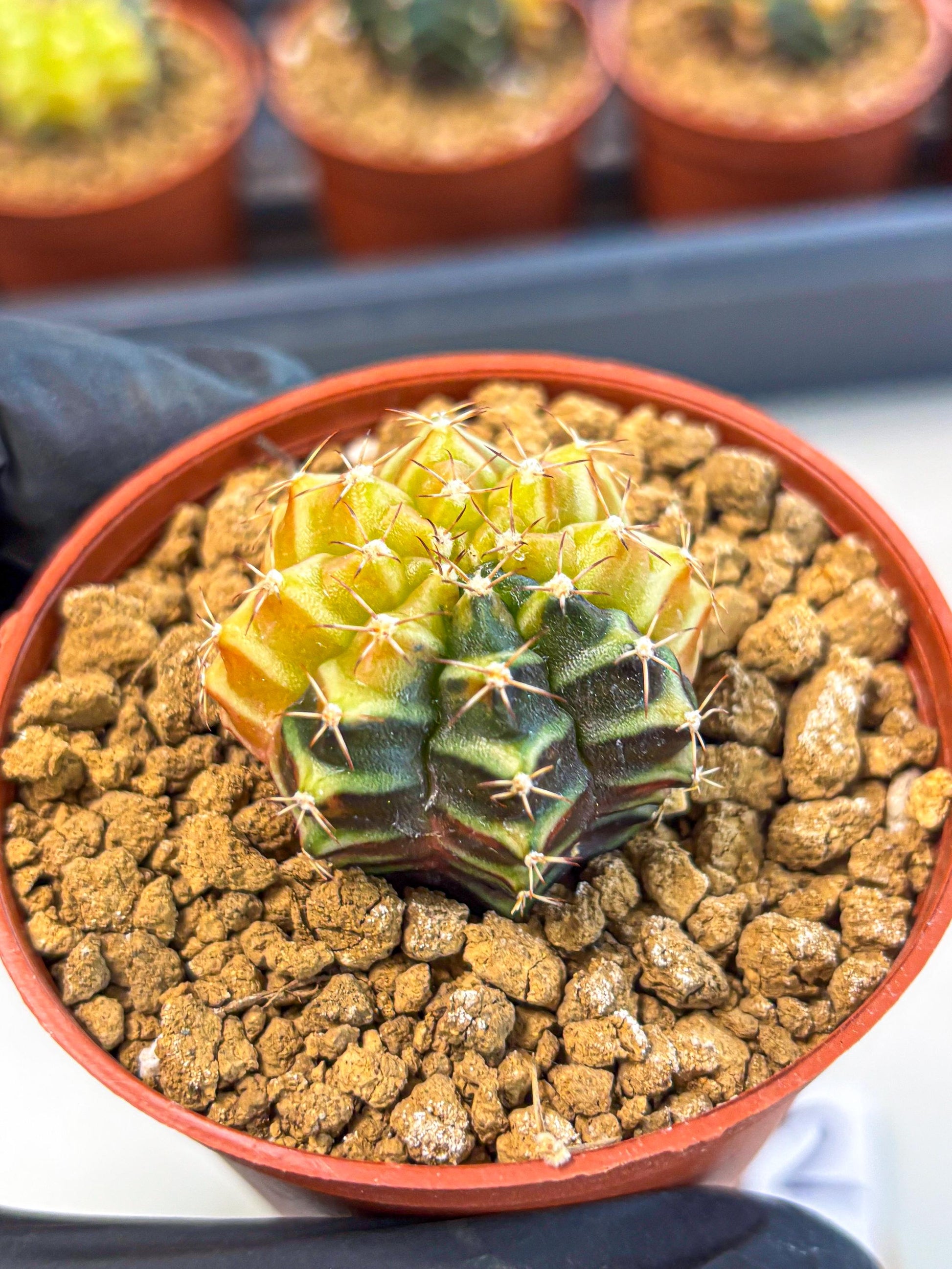 Gymnocalycium Sepia (gy12) (g2) | colorful Variegated Cactus