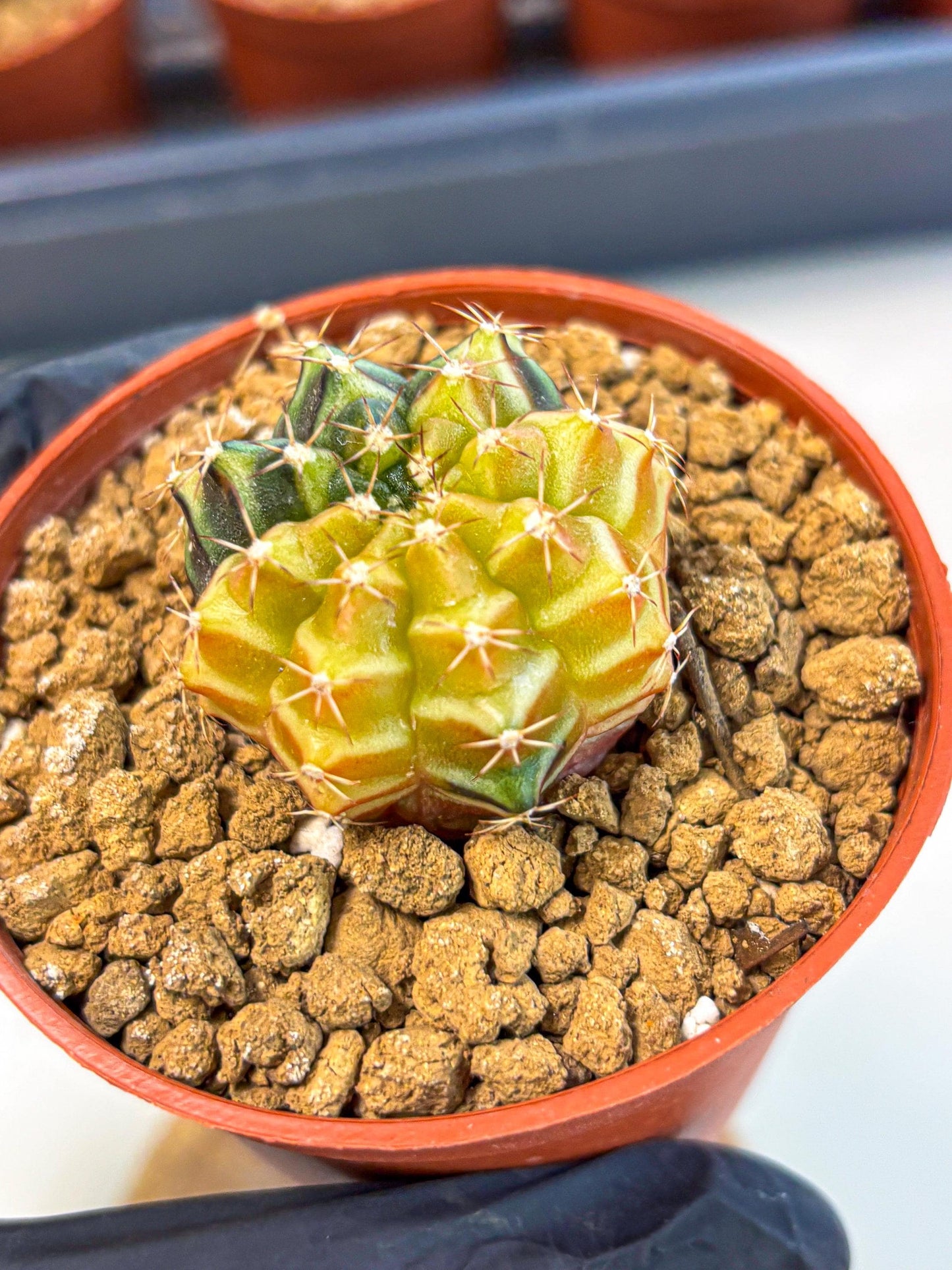 Gymnocalycium Sepia (gy12) (g2) | colorful Variegated Cactus