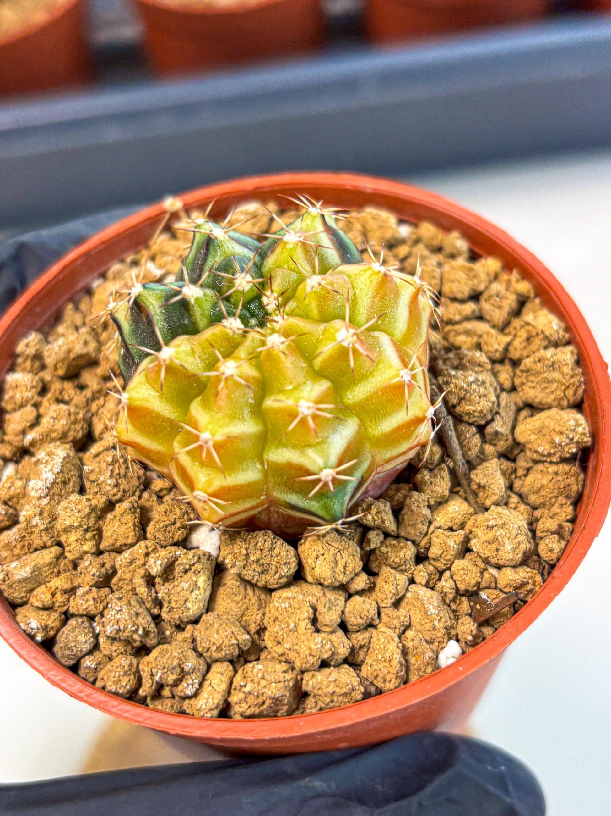 Gymnocalycium Sepia (gy12) (g2) | colorful Variegated Cactus