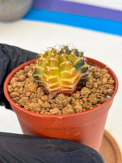 Gymnocalycium Sepia (gy12) (g2) | colorful Variegated Cactus