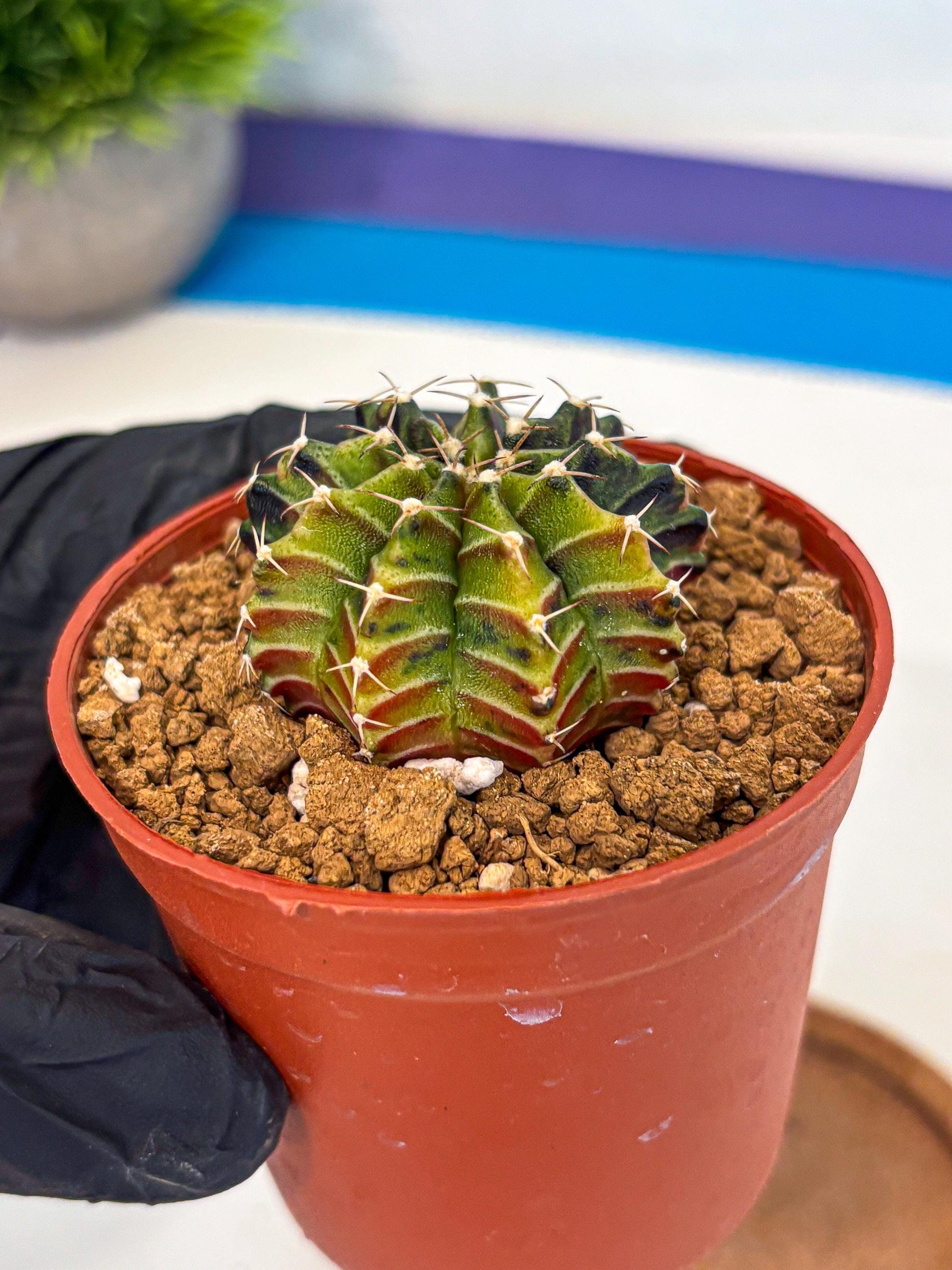 Gymnocalycium Sepia (gy12) (g3) | colorful Variegated Cactus
