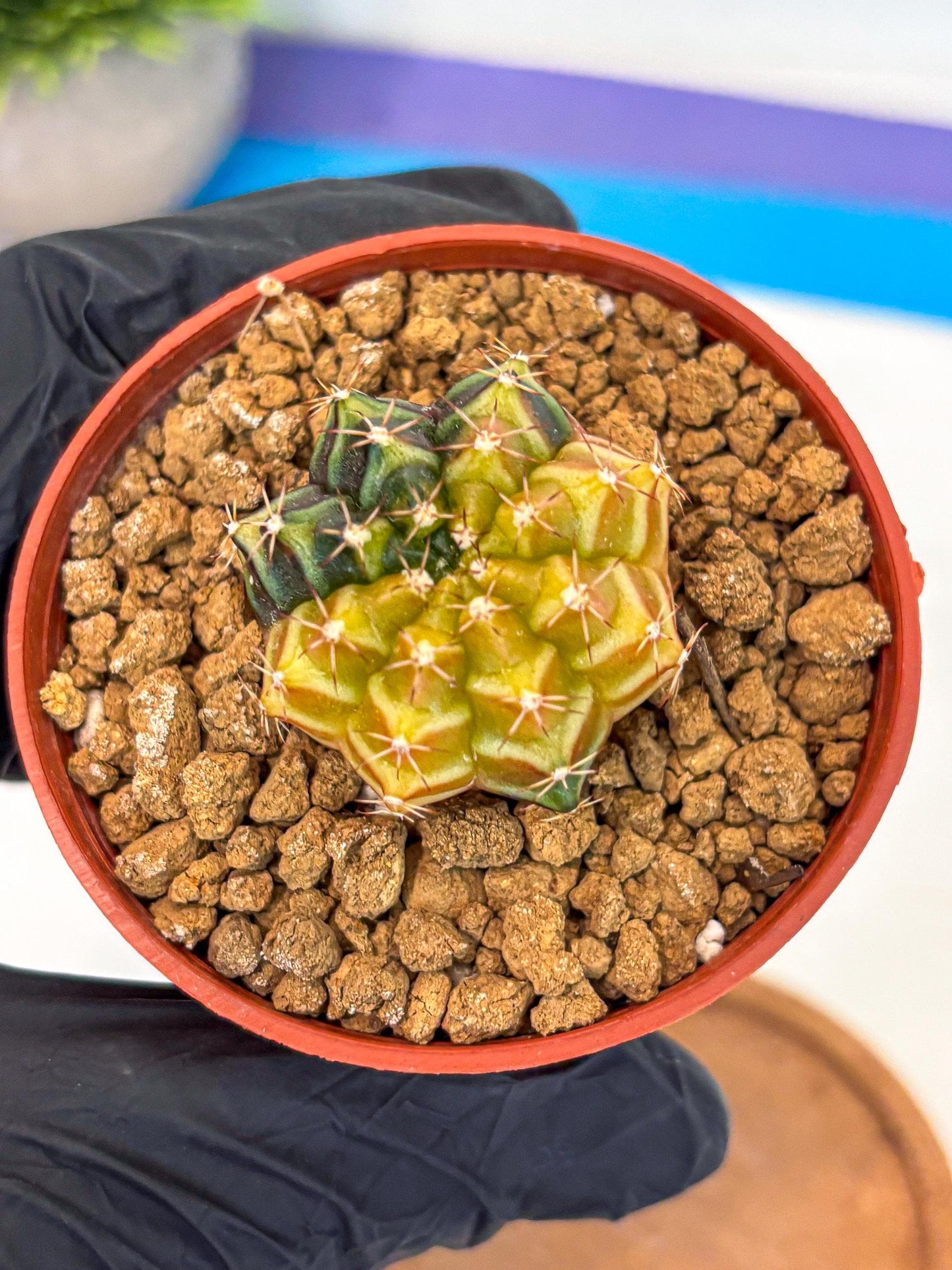 Gymnocalycium Sepia (gy12) (g2) | colorful Variegated Cactus