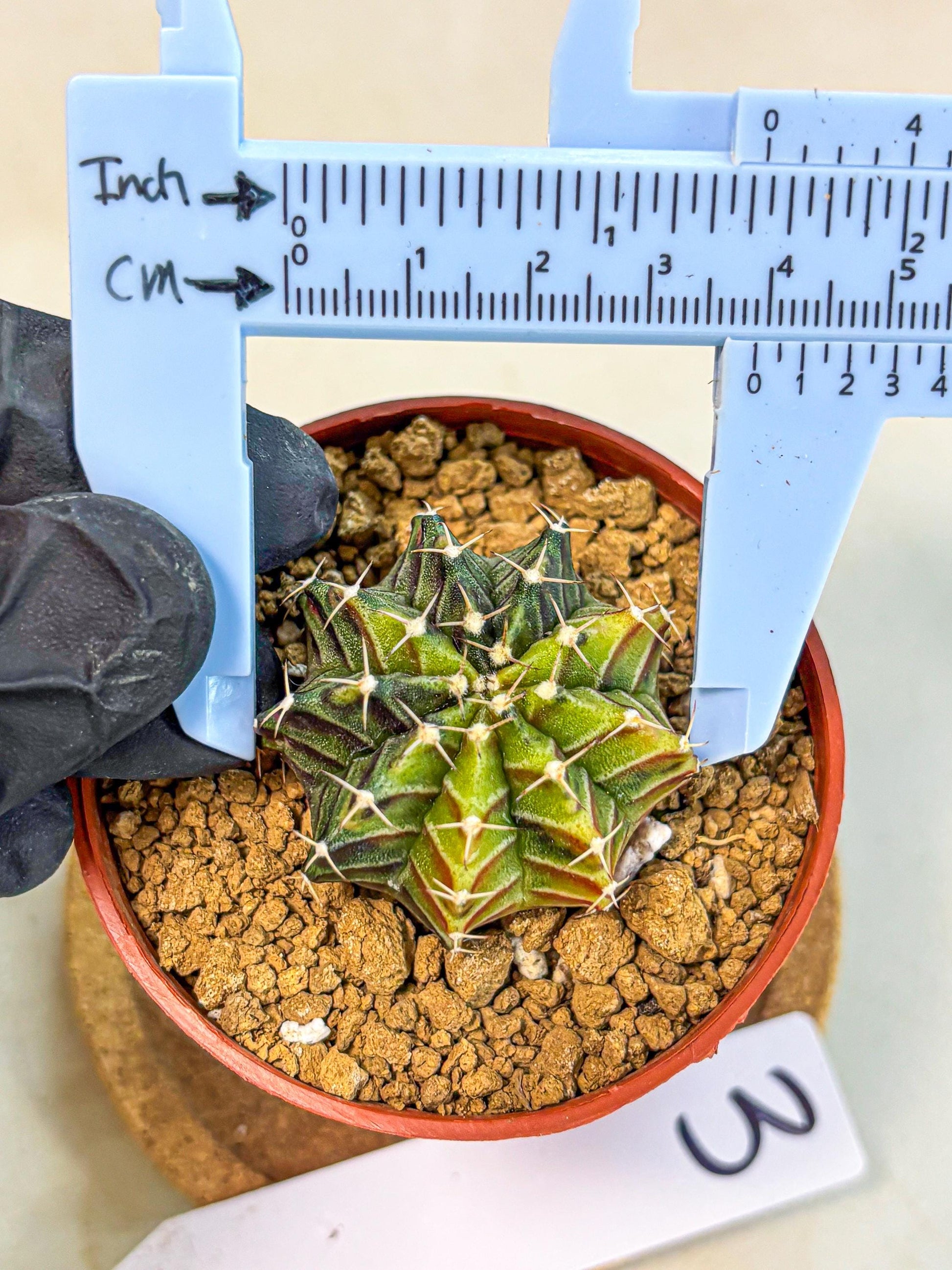 Gymnocalycium Sepia (gy12) (g3) | colorful Variegated Cactus
