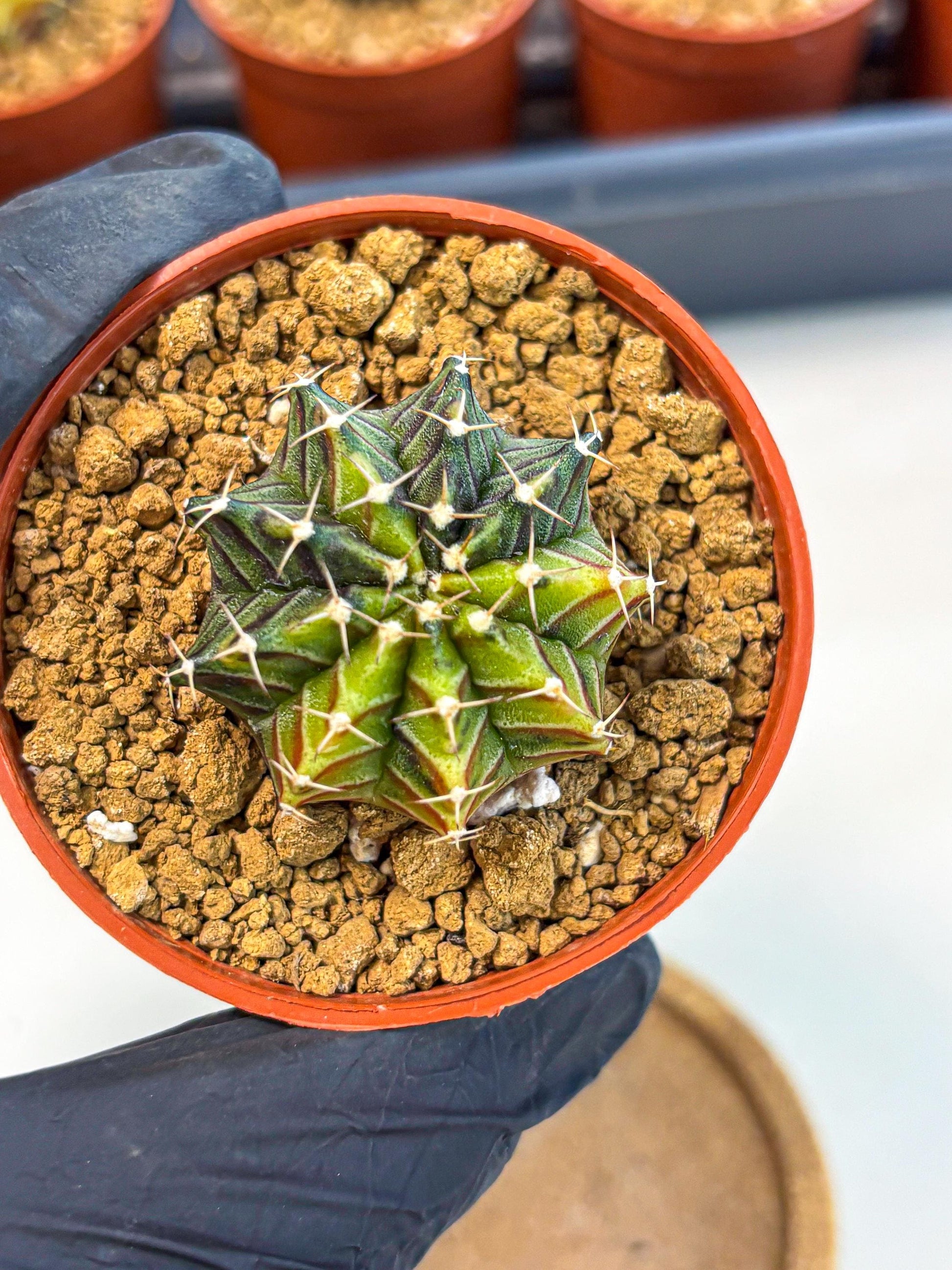 Gymnocalycium Sepia (gy12) (g3) | colorful Variegated Cactus