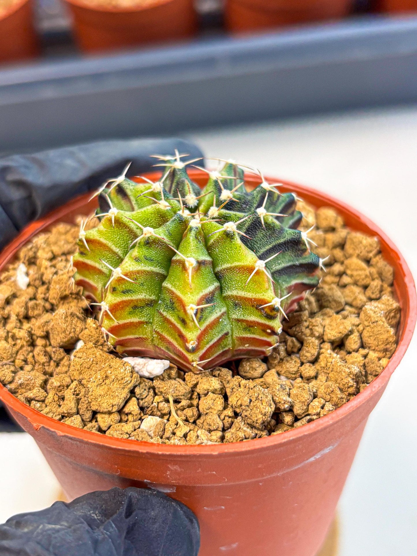 Gymnocalycium Sepia (gy12) (g3) | colorful Variegated Cactus