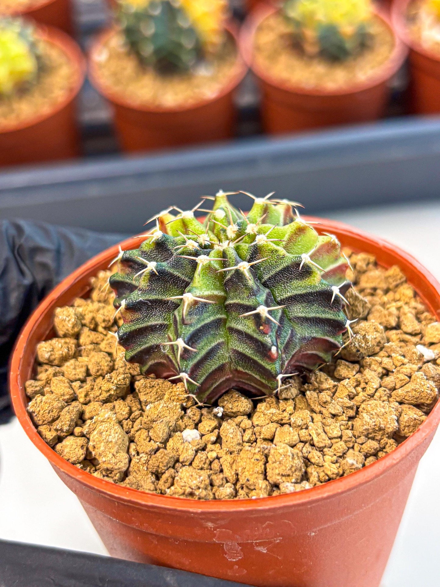 Gymnocalycium Sepia (gy12) (g3) | colorful Variegated Cactus