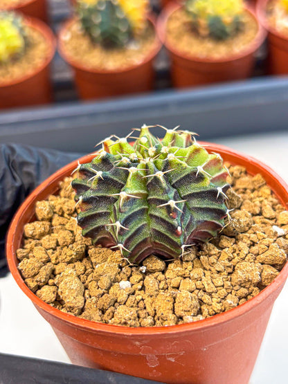 Gymnocalycium Sepia (gy12) (g3) | colorful Variegated Cactus