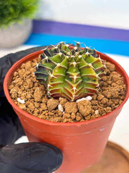 Gymnocalycium Sepia (gy12) (g3) | colorful Variegated Cactus