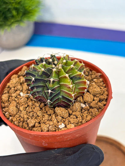 Gymnocalycium Sepia (gy12) (g3) | colorful Variegated Cactus