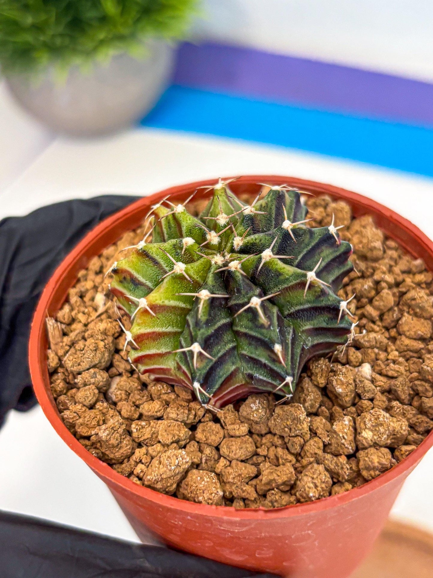 Gymnocalycium Sepia (gy12) (g3) | colorful Variegated Cactus