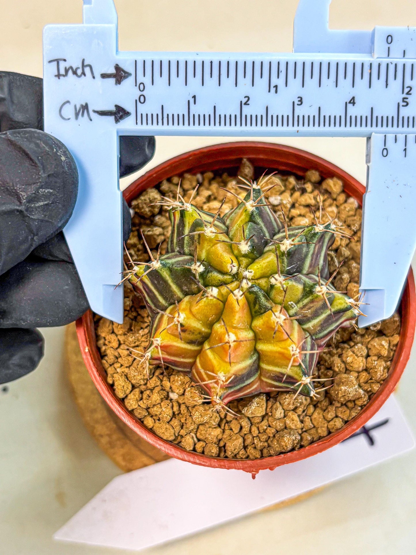 Gymnocalycium Sepia (gy12) (g4) | colorful Variegated Cactus