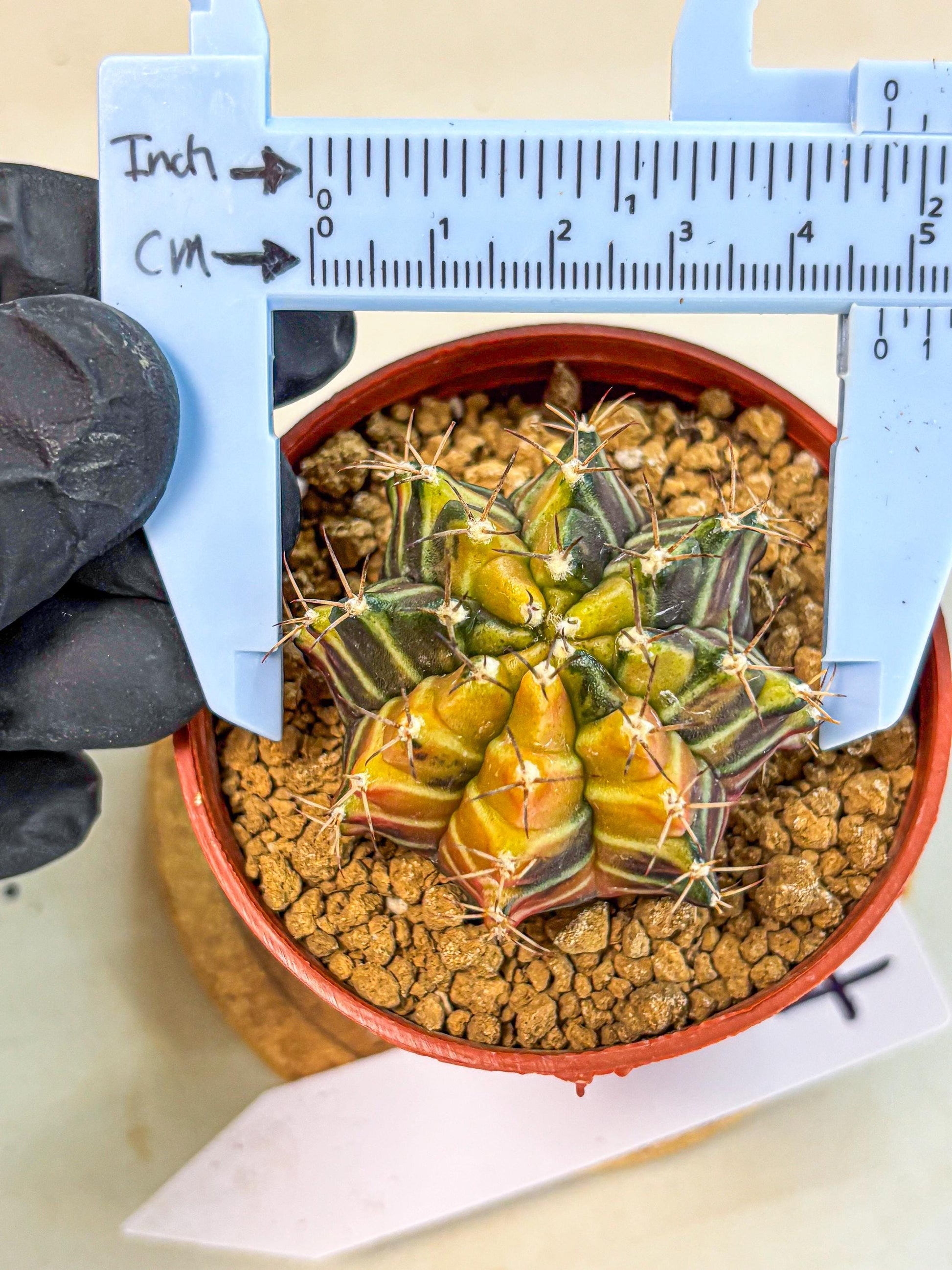 Gymnocalycium Sepia (gy12) (g4) | colorful Variegated Cactus