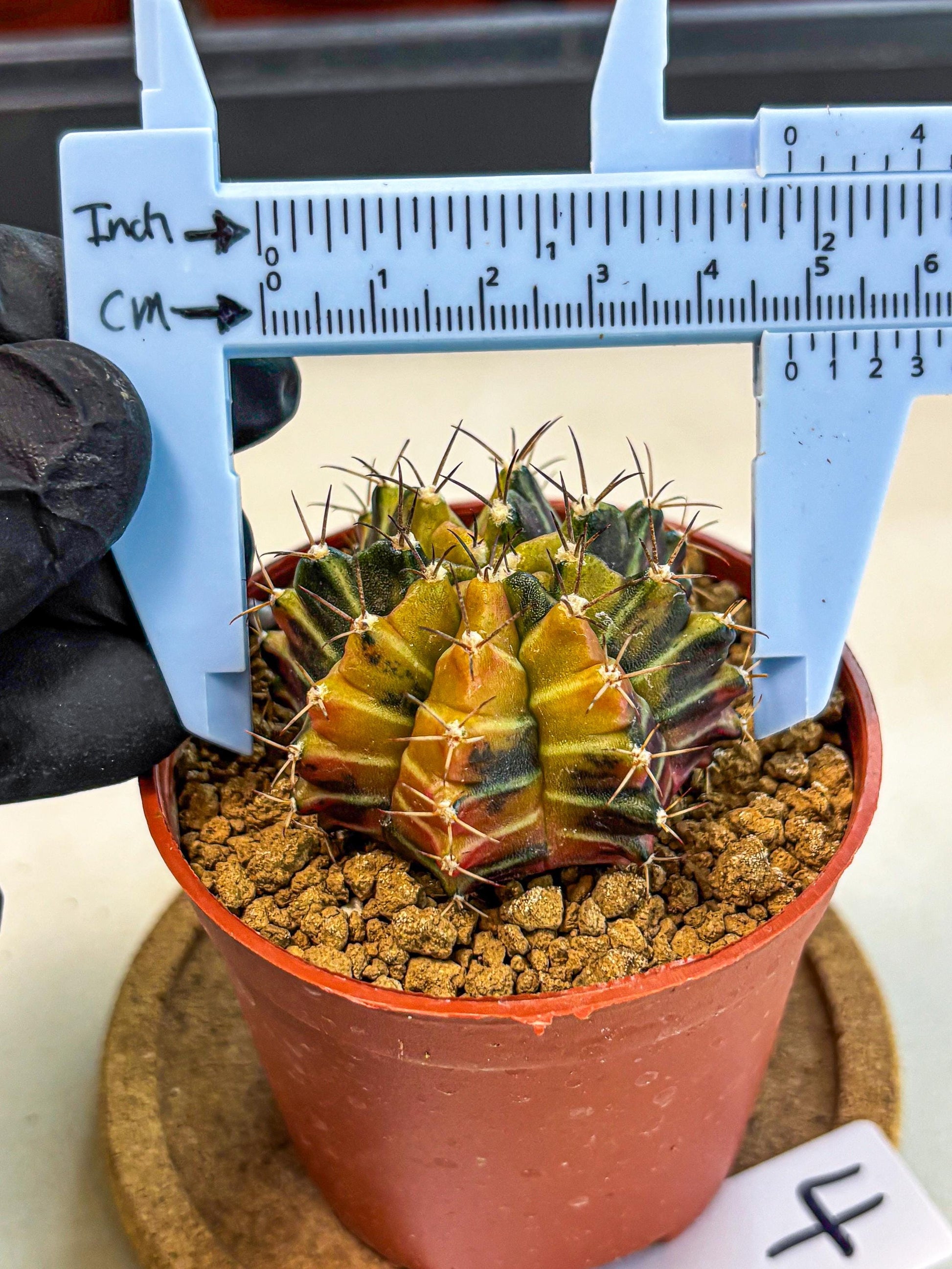 Gymnocalycium Sepia (gy12) (g4) | colorful Variegated Cactus