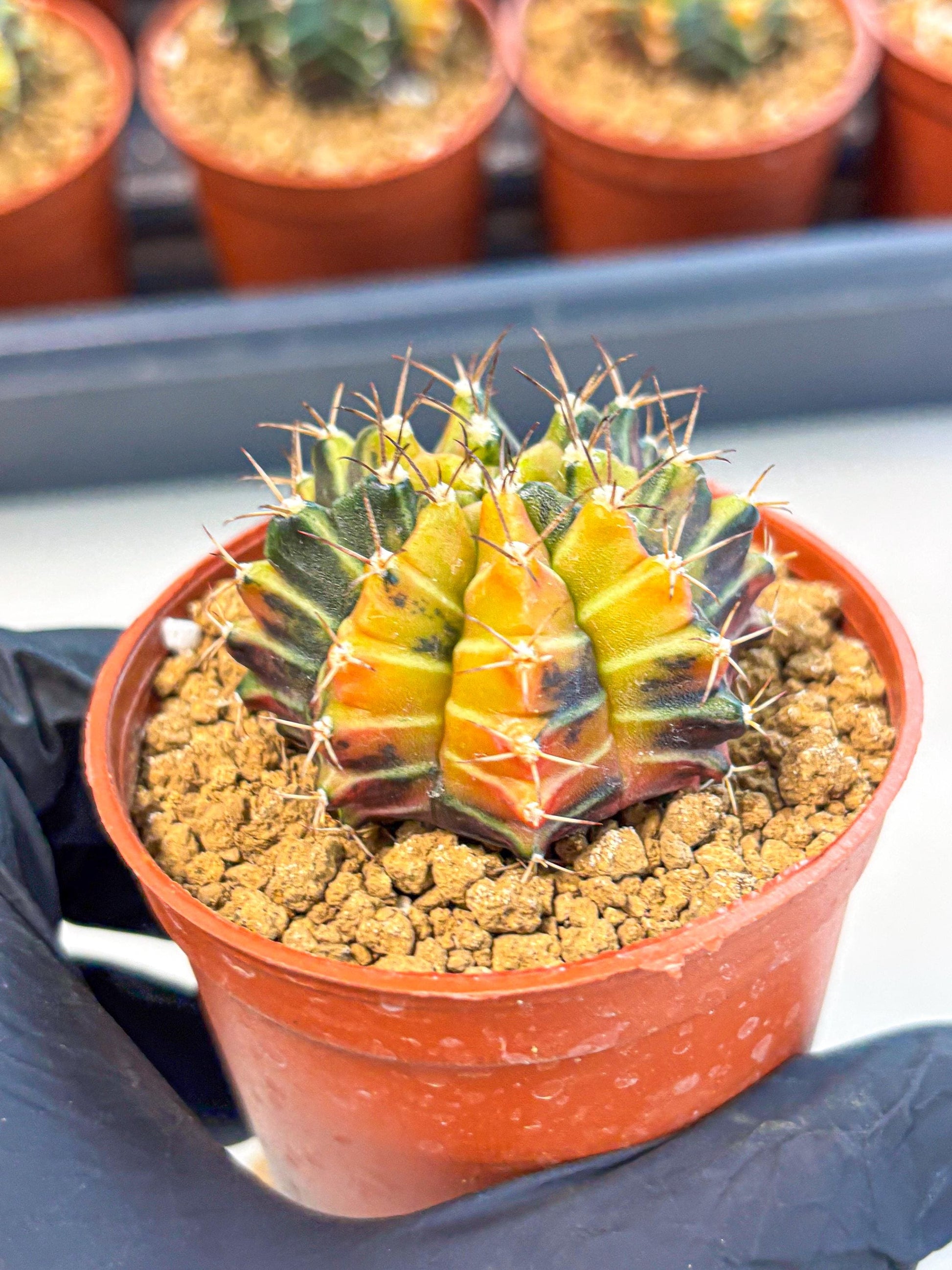 Gymnocalycium Sepia (gy12) (g4) | colorful Variegated Cactus