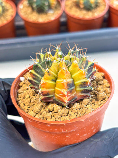 Gymnocalycium Sepia (gy12) (g4) | colorful Variegated Cactus