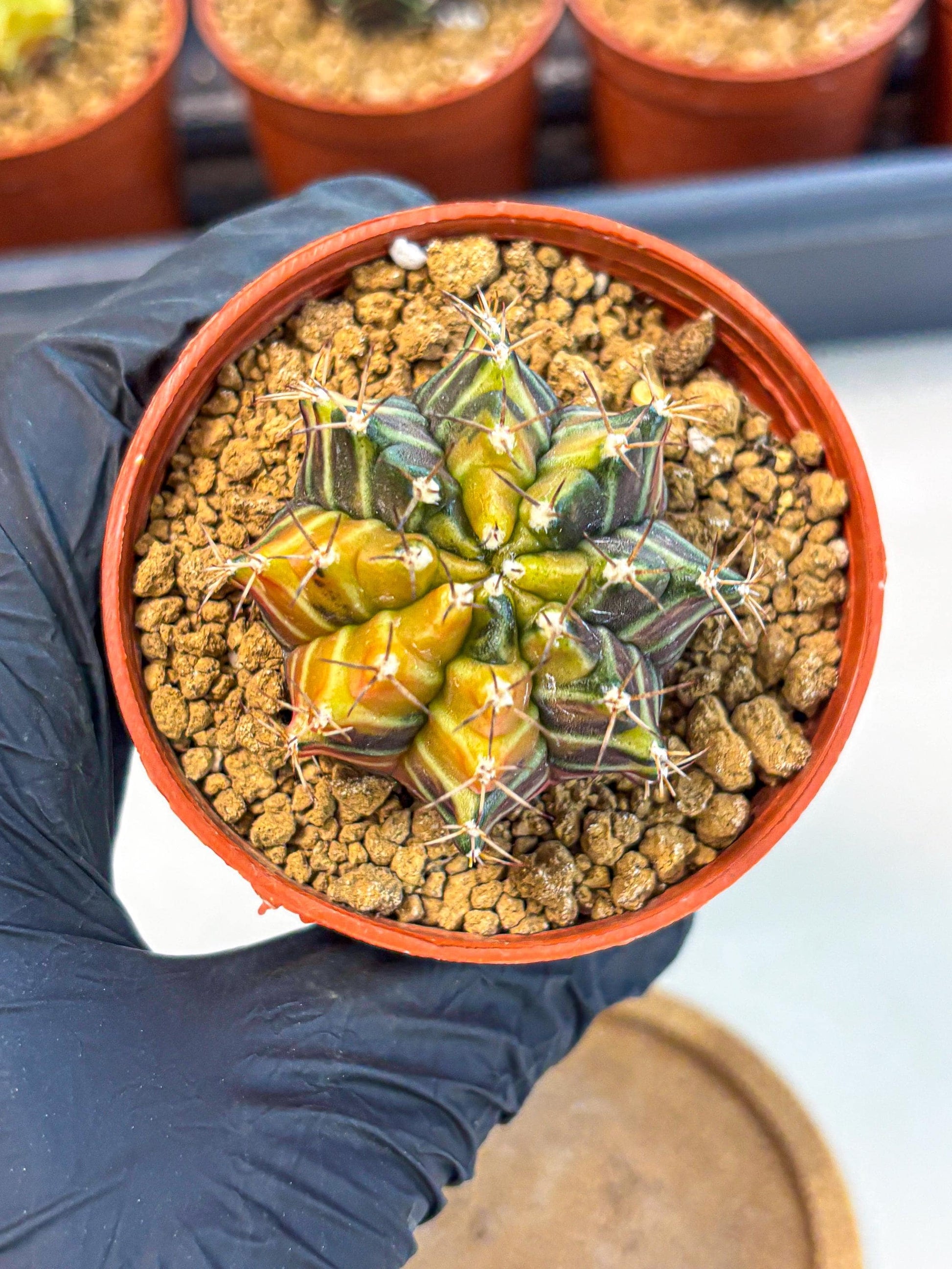 Gymnocalycium Sepia (gy12) (g4) | colorful Variegated Cactus