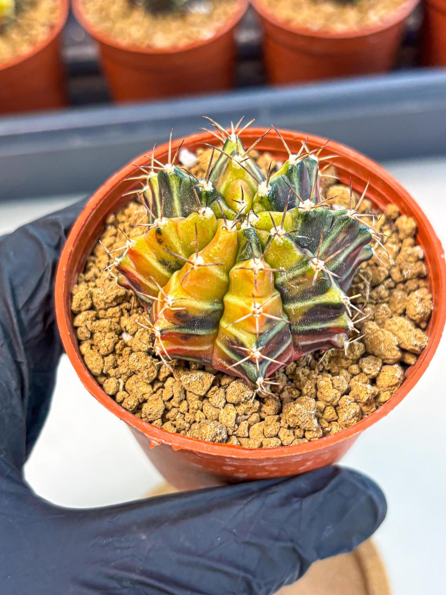 Gymnocalycium Sepia (gy12) (g4) | colorful Variegated Cactus