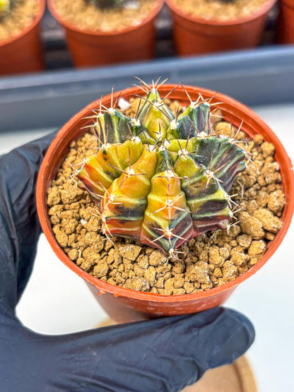Gymnocalycium Sepia (gy12) (g4) | colorful Variegated Cactus