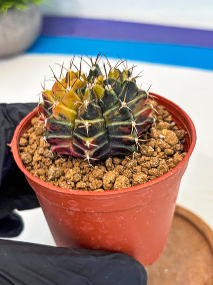 Gymnocalycium Sepia (gy12) (g4) | colorful Variegated Cactus