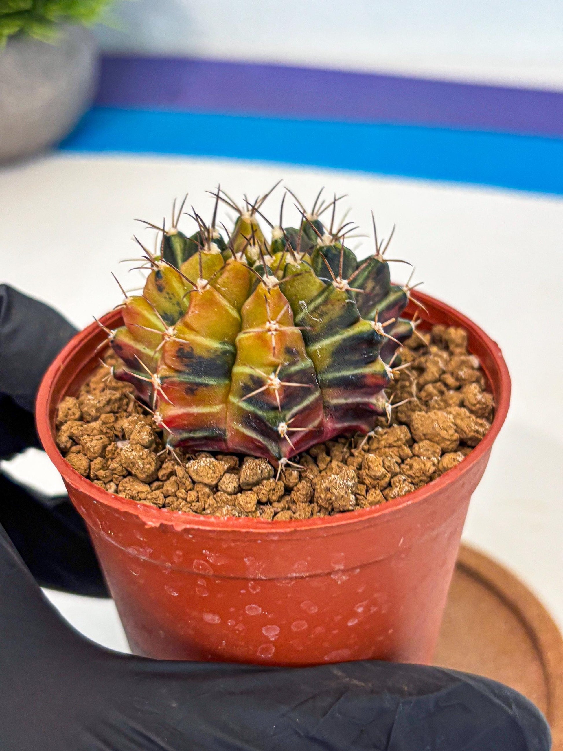 Gymnocalycium Sepia (gy12) (g4) | colorful Variegated Cactus
