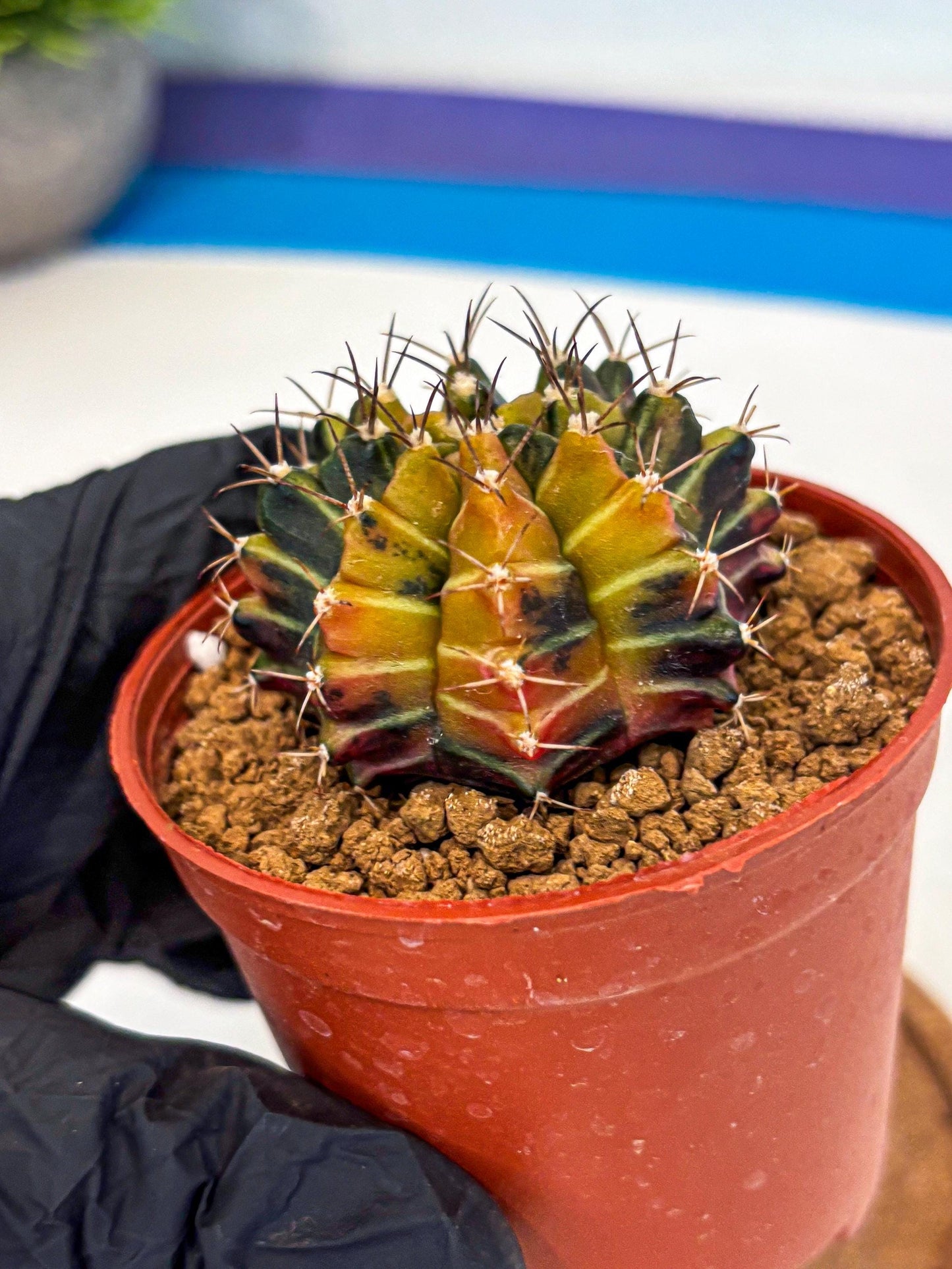 Gymnocalycium Sepia (gy12) (g4) | colorful Variegated Cactus