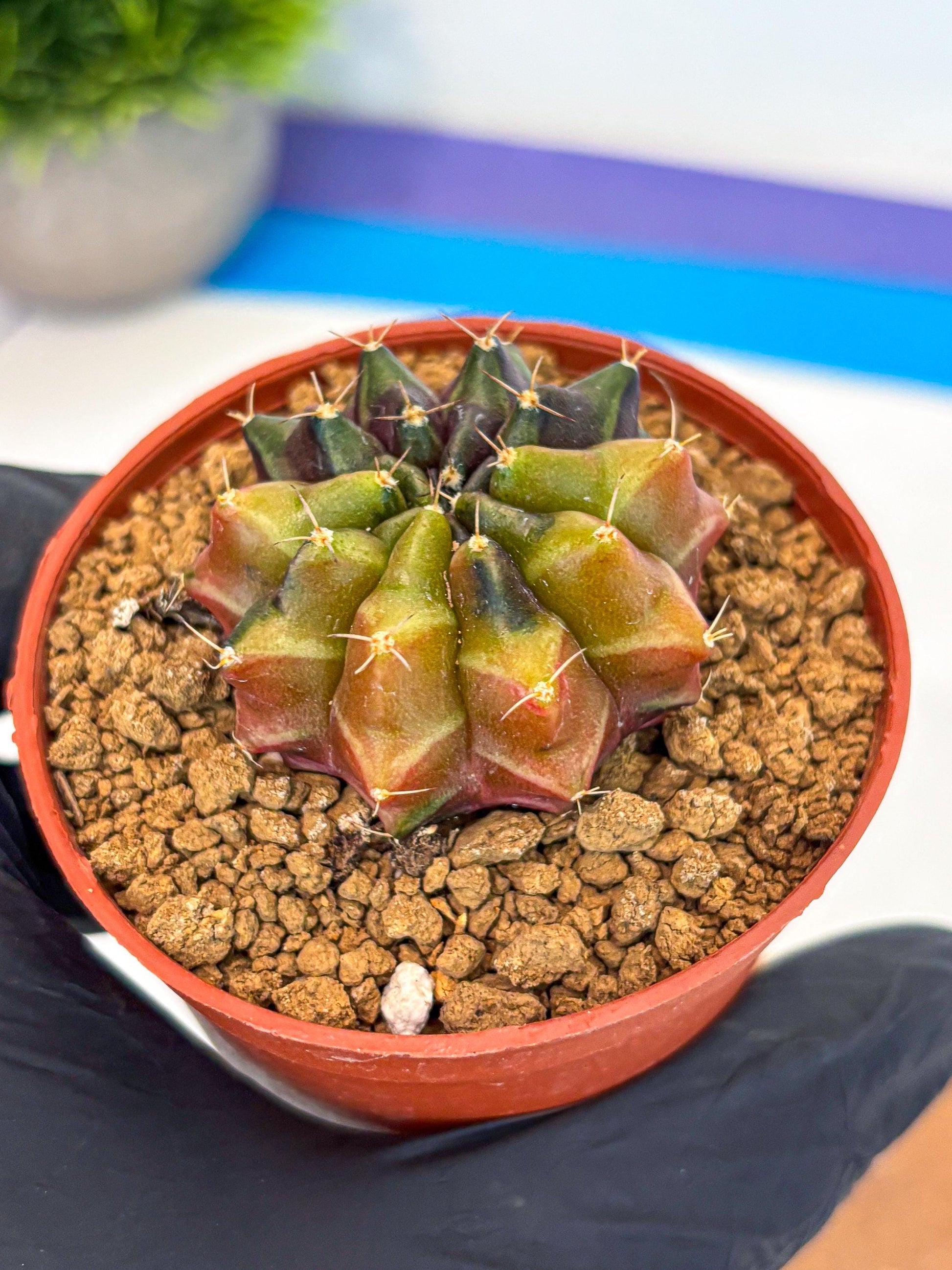Gymnocalycium Sepia (gy12) (g5) | colorful Variegated Cactus