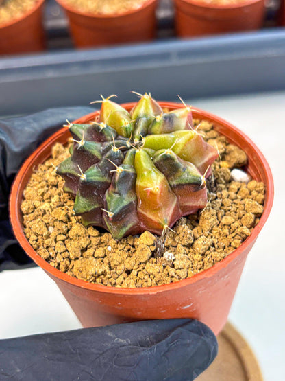 Gymnocalycium Sepia (gy12) (g5) | colorful Variegated Cactus