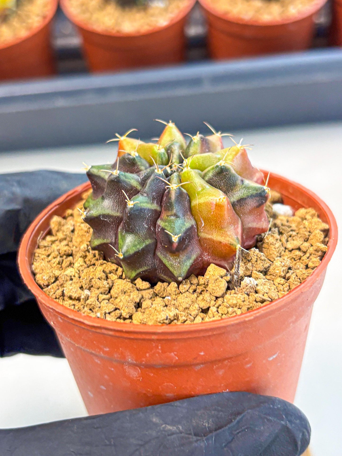 Gymnocalycium Sepia (gy12) (g5) | colorful Variegated Cactus