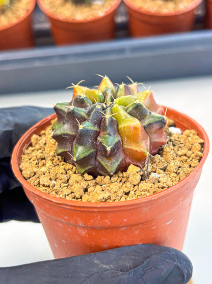 Gymnocalycium Sepia (gy12) (g5) | colorful Variegated Cactus