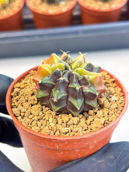 Gymnocalycium Sepia (gy12) (g5) | colorful Variegated Cactus