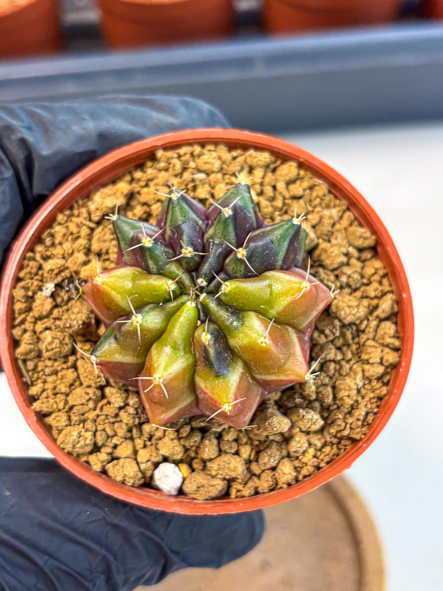 Gymnocalycium Sepia (gy12) (g5) | colorful Variegated Cactus
