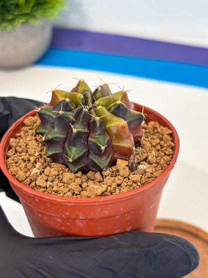 Gymnocalycium Sepia (gy12) (g5) | colorful Variegated Cactus